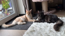Poes&Panter